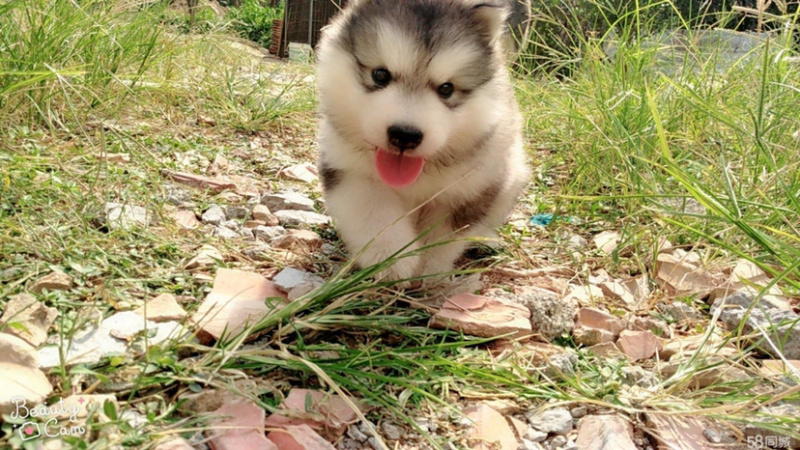 宠物狗