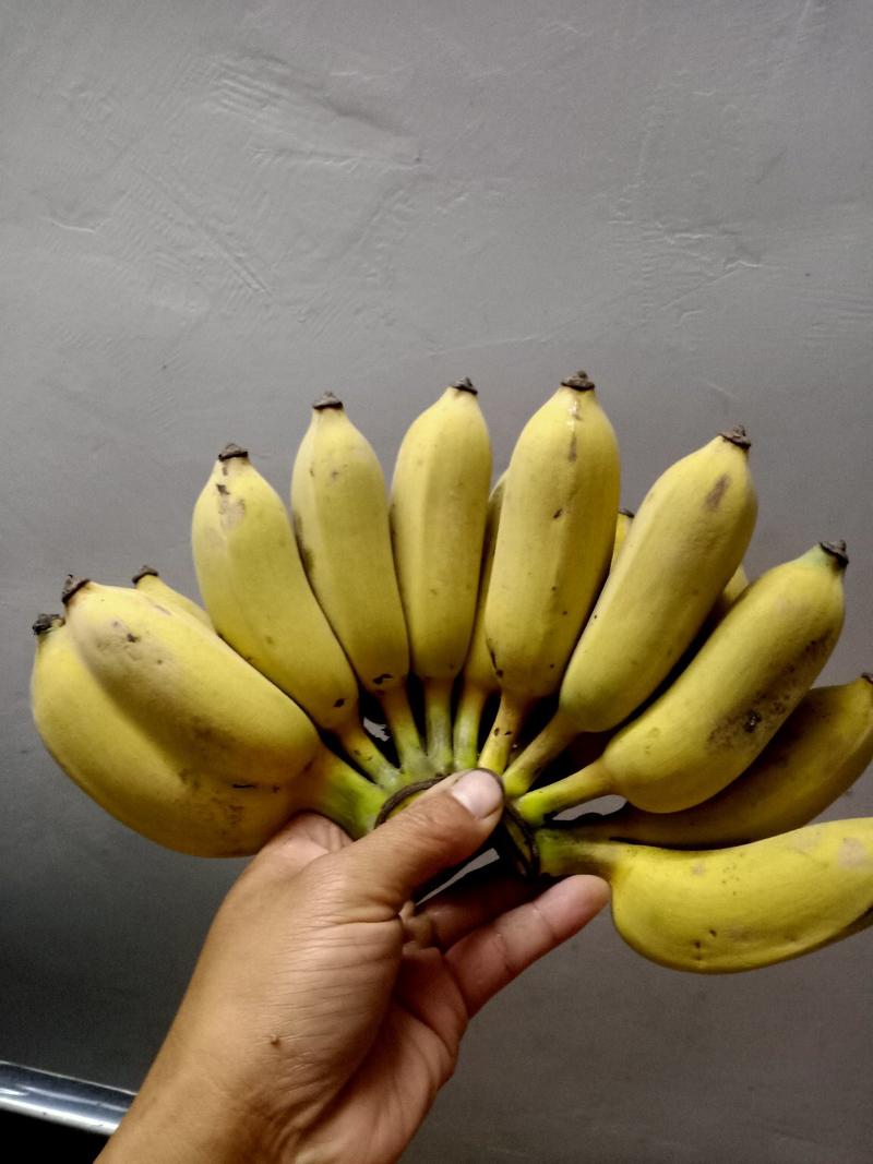 西贡蕉新鲜当季水果蕉甜可口欢迎购买
