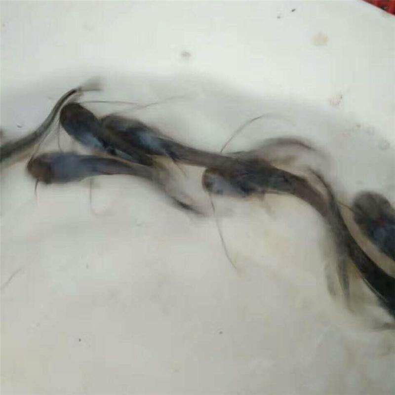 万合水产养殖有限公司出售优良品种规格齐全大口鲶鱼苗