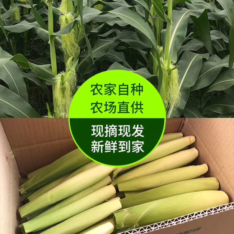 新鲜玉米笋带壳光笋欢迎合作常年供应批发