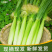 新鲜玉米笋带壳光笋欢迎合作常年供应批发