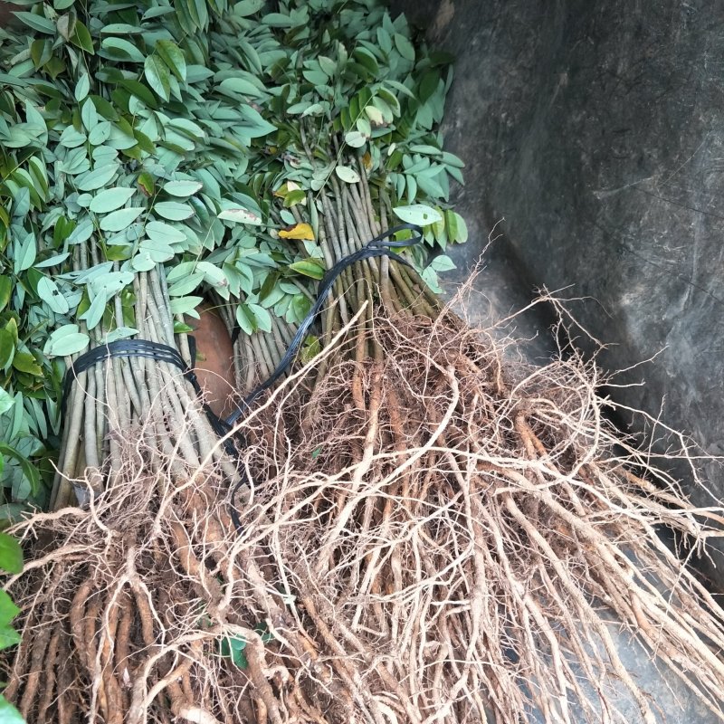 海南黄花梨苗，黄花梨苗，场地直销