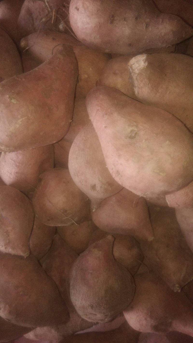 三峡红心王红薯，种植基地直供