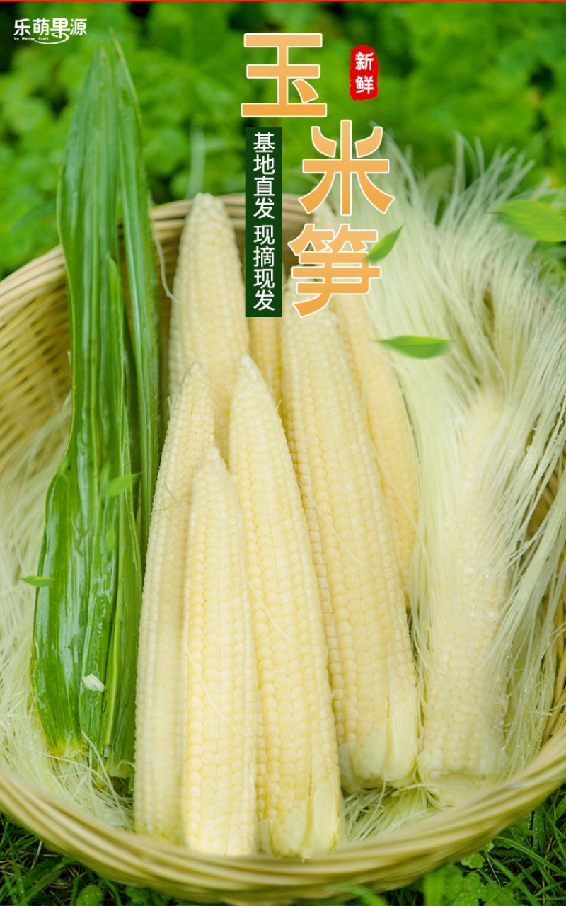 新鲜玉米笋带壳光笋欢迎合作常年供应批发