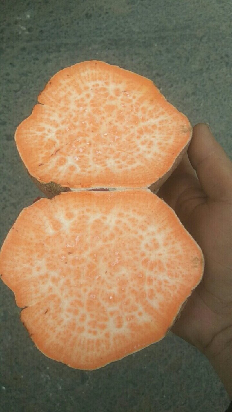 红心红薯，大型农场种植基地。