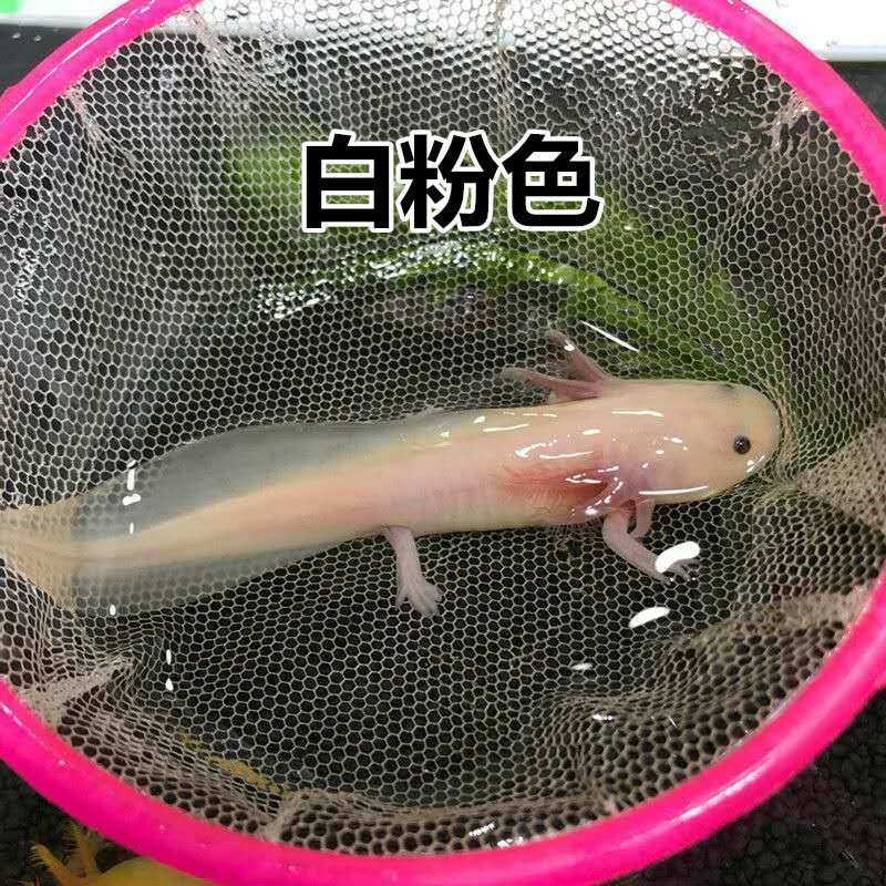 六角恐龙鱼淡水冷水鱼金鱼饲料火龙鱼观赏鱼活体宠物
