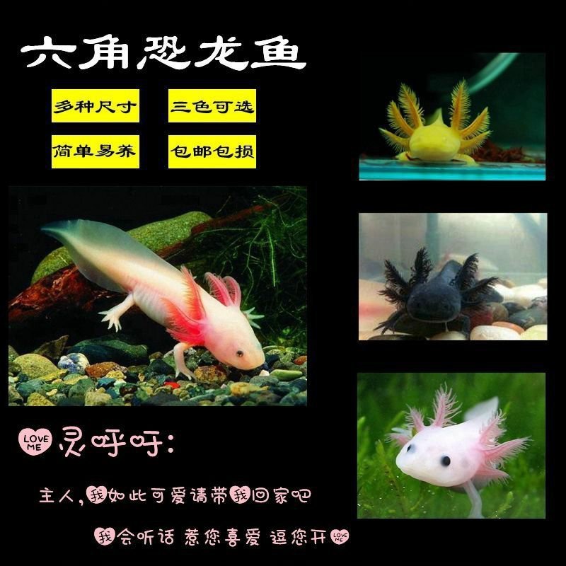 六角恐龙鱼淡水冷水鱼金鱼饲料火龙鱼观赏鱼活体宠物