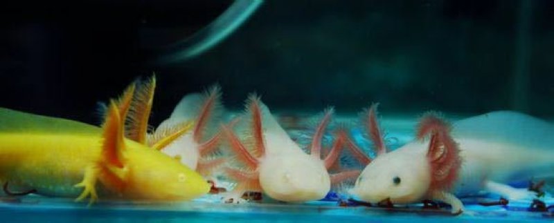 六角恐龙鱼淡水冷水鱼金鱼饲料火龙鱼观赏鱼活体宠物