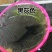 六角恐龙鱼淡水冷水鱼金鱼饲料火龙鱼观赏鱼活体宠物