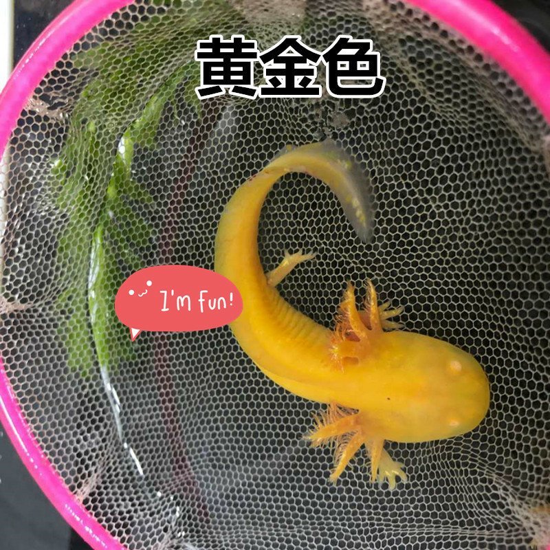 六角恐龙鱼淡水冷水鱼金鱼饲料火龙鱼观赏鱼活体宠物
