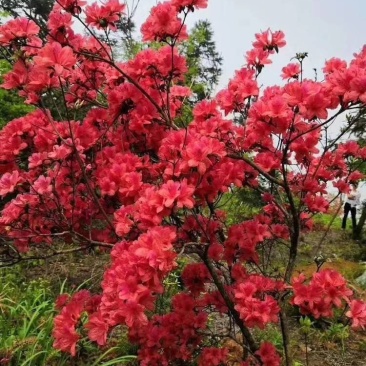 映山红