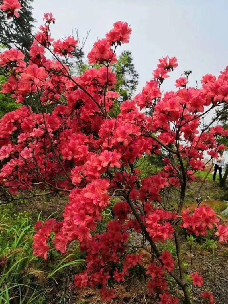映山红