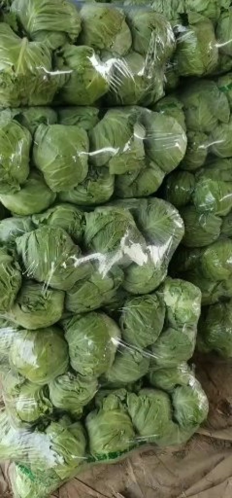 绿甘蓝，包菜，基地种植大量上市供应中质量可以，价钱合理