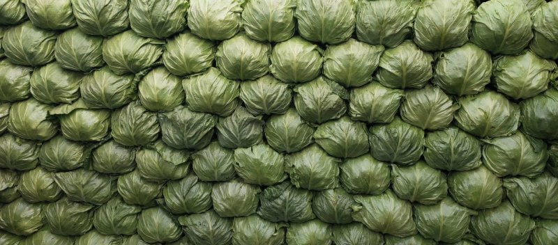 绿甘蓝，包菜，基地种植大量上市供应中质量可以，价钱合理
