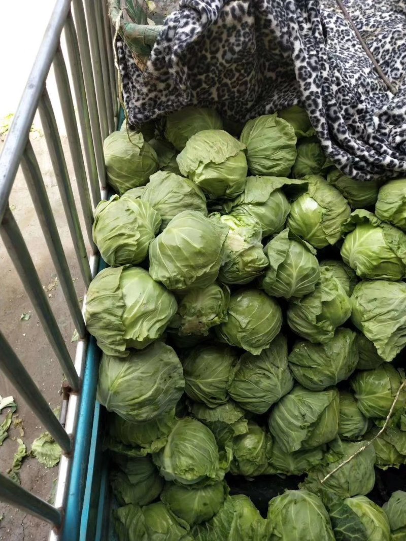 绿甘蓝，包菜，基地种植大量上市供应中质量可以，价钱合理