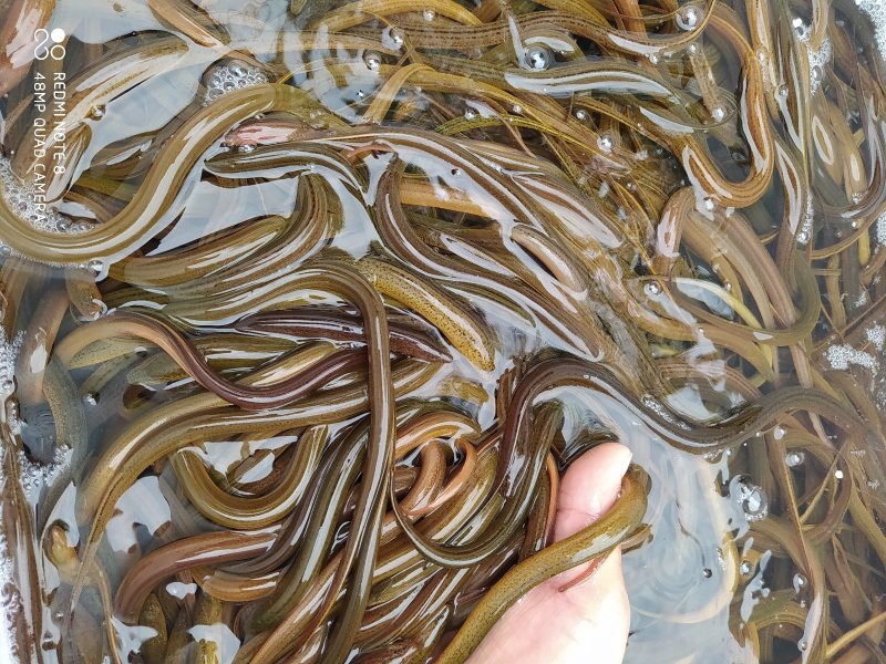 万合水产养殖有限公司出售优良品种规格齐全黄鳝苗