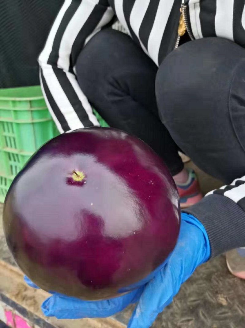 河北精品冷棚紫光圆茄子大量上市！个头均匀，