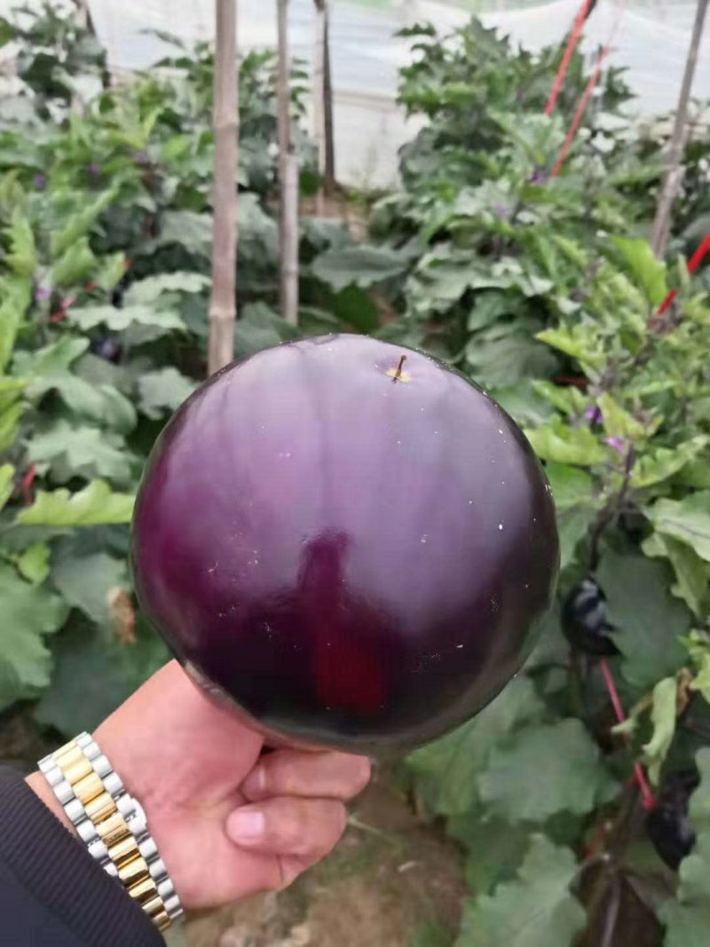 河北精品冷棚紫光圆茄子大量上市！个头均匀，