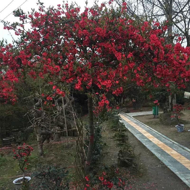 海棠大小规格齐全欢迎实地选购