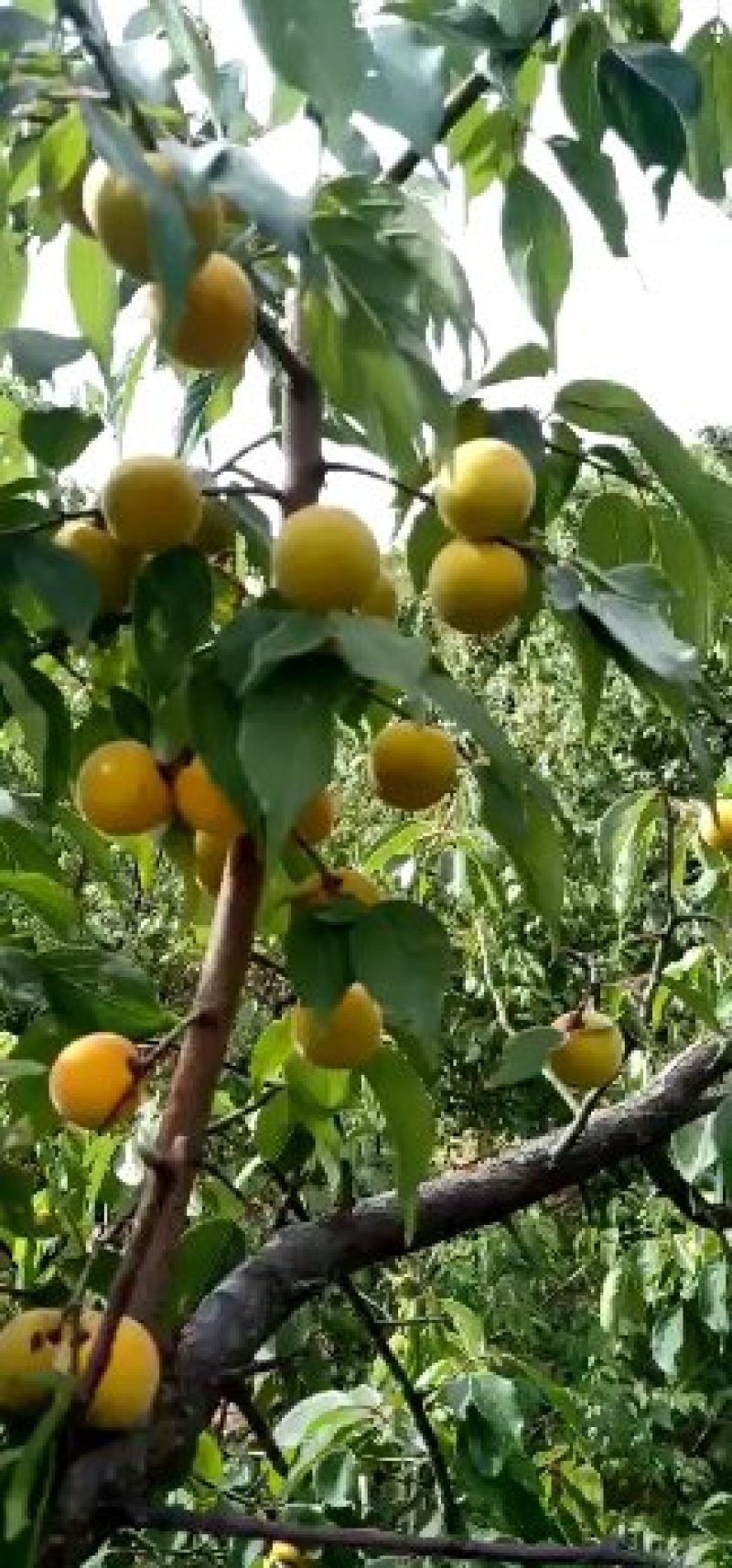 优质青梅树苗大量供应量大从优