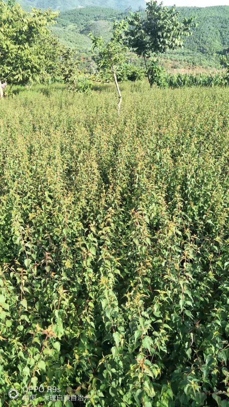 优质青梅树苗大量供应量大从优