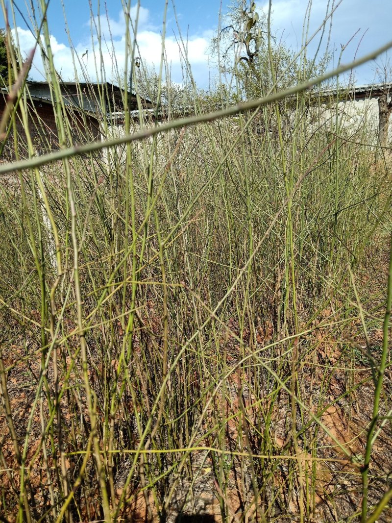 优质青梅树苗大量供应量大从优