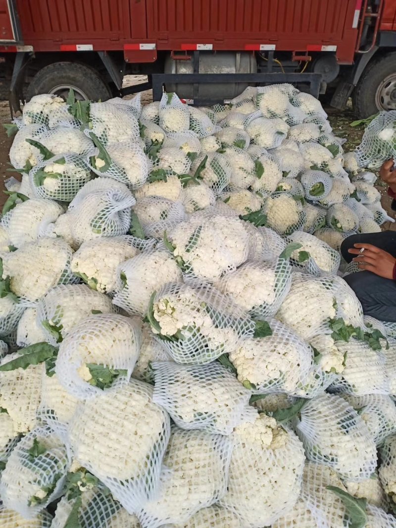 精品青梗白面松花菜，散花，有机花，70、80天陆续上市