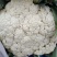 精品青梗白面松花菜，散花，有机花，70、80天陆续上市