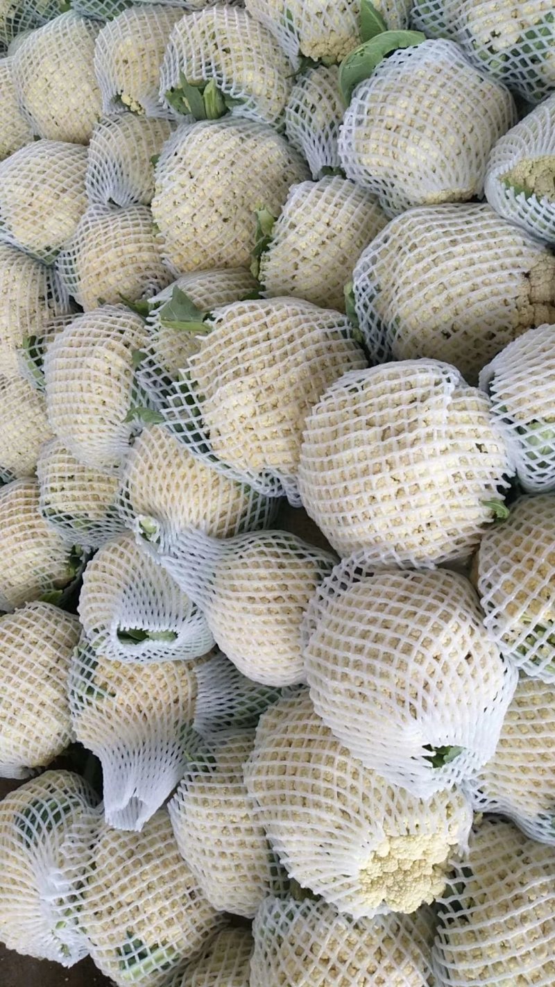 精品青梗白面松花菜，散花，有机花，70、80天陆续上市