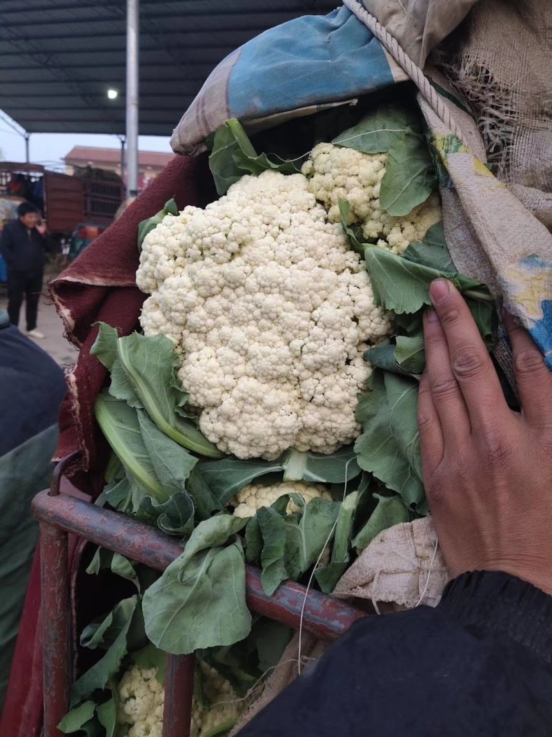 精品青梗白面松花菜，散花，有机花，70、80天陆续上市