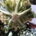 陕西省三原县精品有机散花白面青梗散花菜上市，松花菜