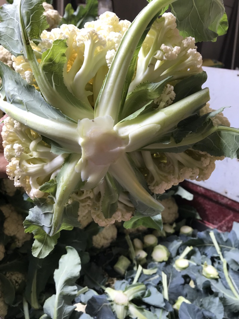 陕西省三原县精品有机散花白面青梗散花菜上市，松花菜