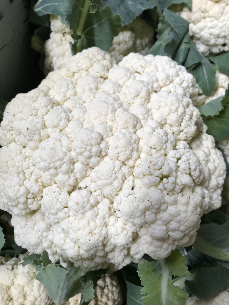 陕西省三原县精品有机散花白面青梗散花菜上市，松花菜