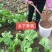 乡下农货篇本地有机种植季菜干