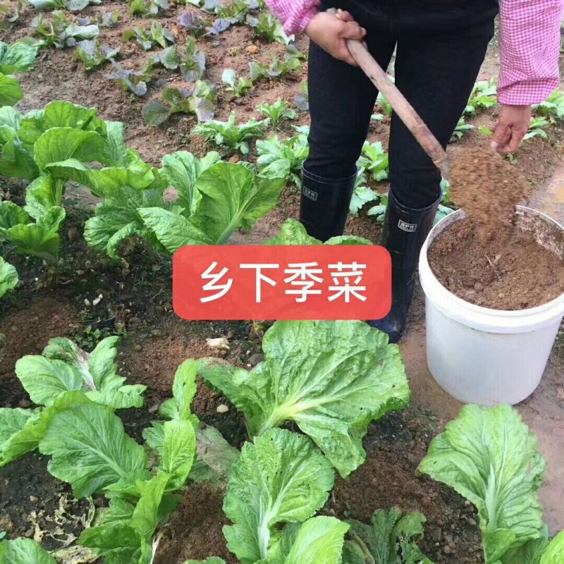 乡下农货篇本地有机种植季菜干