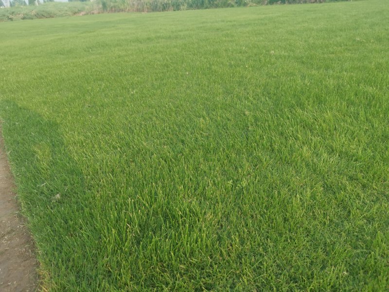 草坪草果岭草混播黑麦草，矮生百慕大草，四季青全国发货基地
