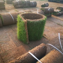 草坪草果岭草混播黑麦草，矮生百慕大草，四季青全国发货基地