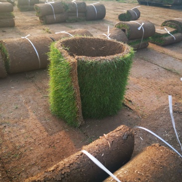 草坪草果岭草混播黑麦草，矮生百慕大草，四季青全国发货基地