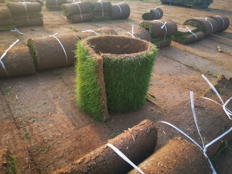 草坪草果岭草混播黑麦草，矮生百慕大草，四季青全国发货基地