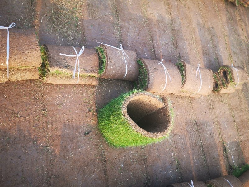 草坪草果岭草混播黑麦草，矮生百慕大草，四季青全国发货基地