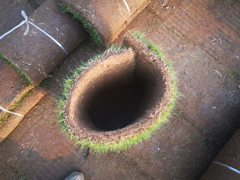 草坪草果岭草混播黑麦草，矮生百慕大草，四季青全国发货基地