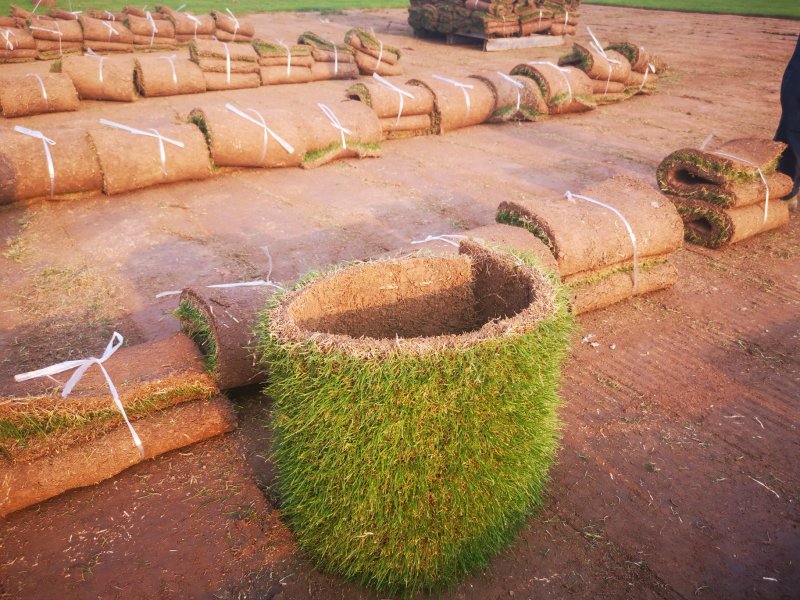 草坪草果岭草混播黑麦草，矮生百慕大草，四季青全国发货基地