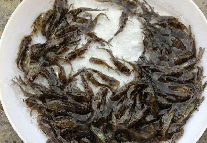 万合水产养殖有限公司出售优良品种规格齐全黄颡鱼苗