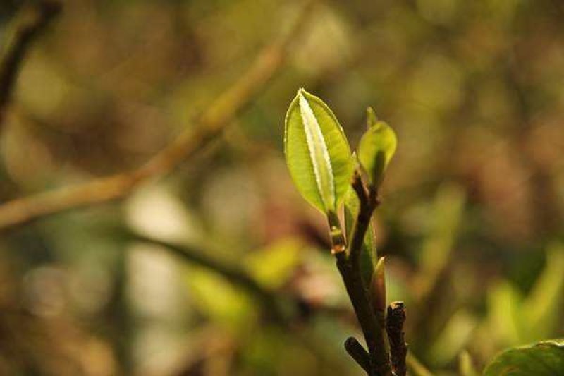 普洱镇沅勐大古树茶生茶饼