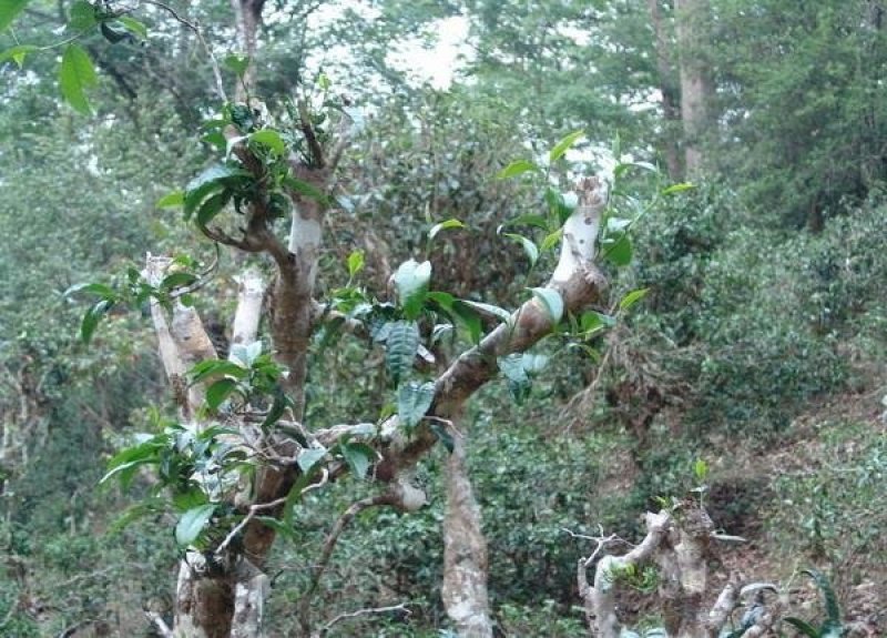 普洱镇沅勐大古树茶生茶饼