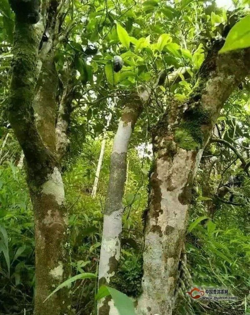 普洱镇沅勐大古树茶生茶饼