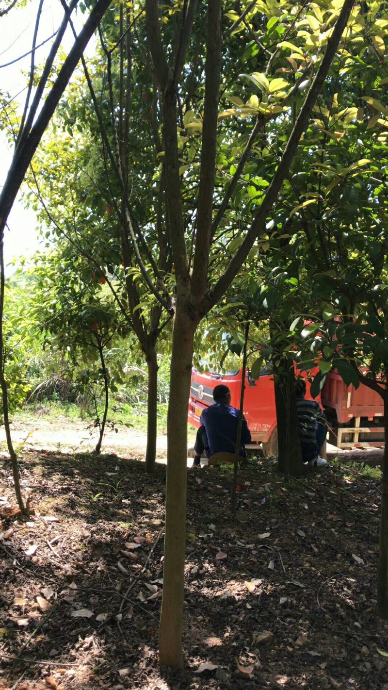 紫薇5一8公分，苗圃直供