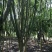 紫薇5一8公分，苗圃直供