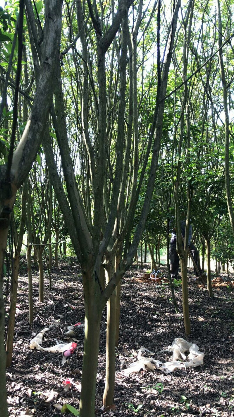 紫薇5一8公分，苗圃直供