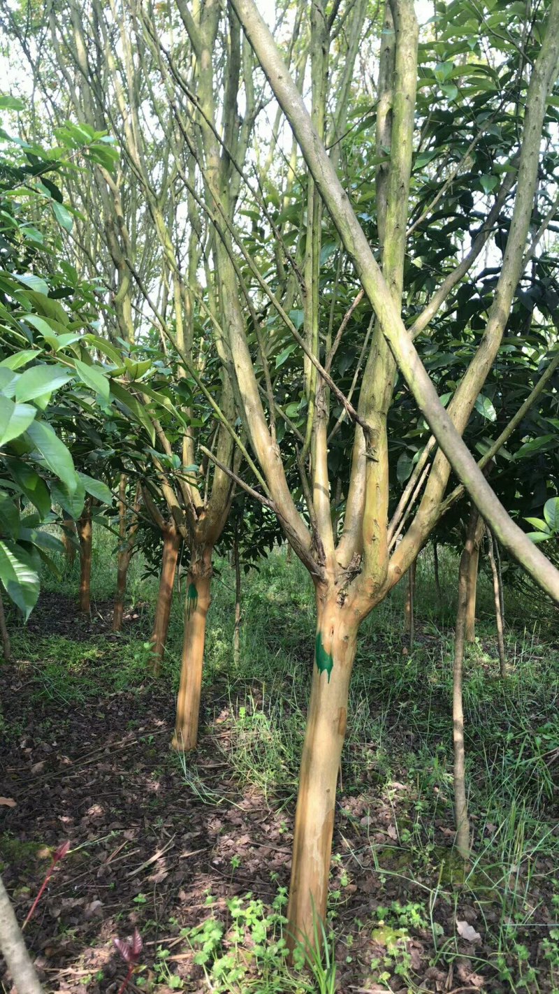 紫薇5一8公分，苗圃直供